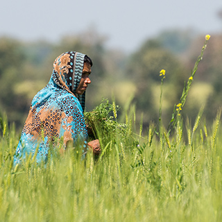 Panna - Woman in the field